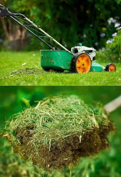 Unlock the Potential of Your Mowed Grass: 5 Clever Ways to Reuse Cut Grass