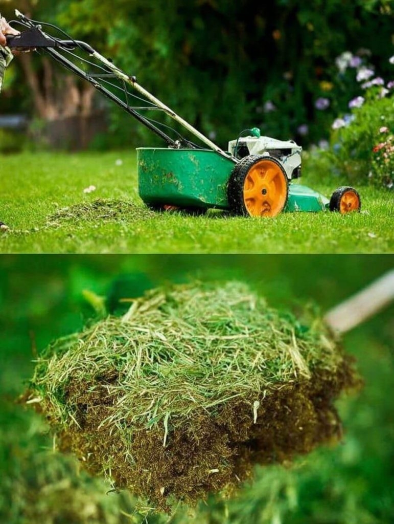 Unlock the Potential of Your Mowed Grass: 5 Clever Ways to Reuse Cut Grass