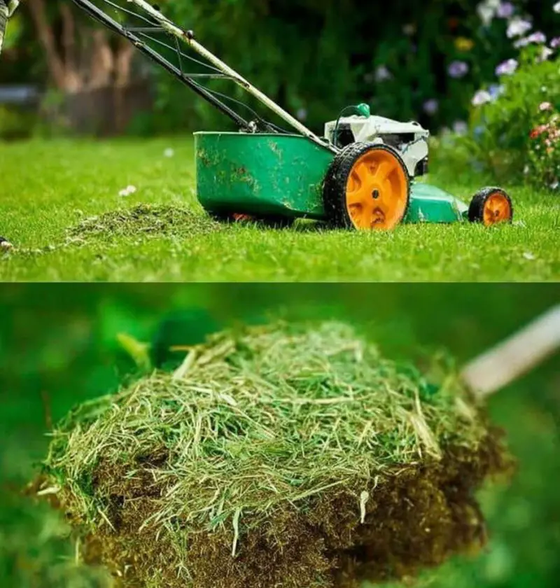 Unlock the Potential of Your Mowed Grass: 5 Clever Ways to Reuse Cut Grass