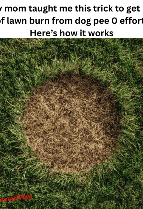 Natural Lawn Burn Cure for Dog Owners: Nana’s Baking Soda Hack