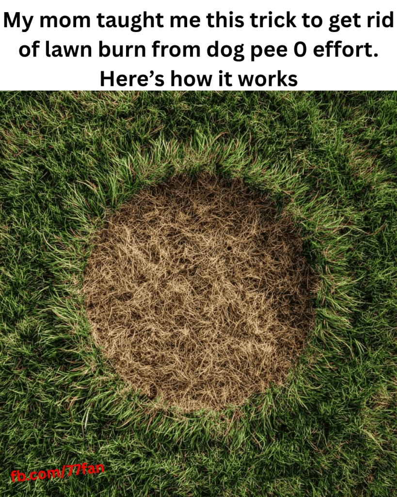 Natural Lawn Burn Cure for Dog Owners: Nana’s Baking Soda Hack