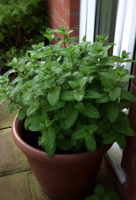 Peppermint: The Little Green Guardian for Your Home