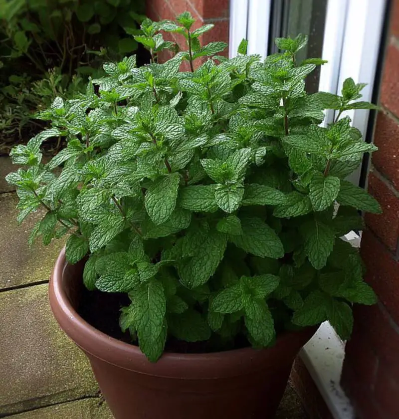 Peppermint: The Little Green Guardian for Your Home
