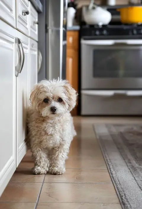 20 Pet Hacks to Keep Life with Furry Friends a Little Less Hairy