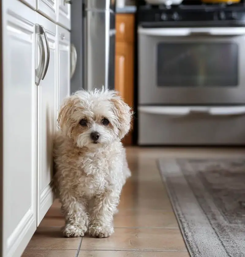 20 Pet Hacks to Keep Life with Furry Friends a Little Less Hairy