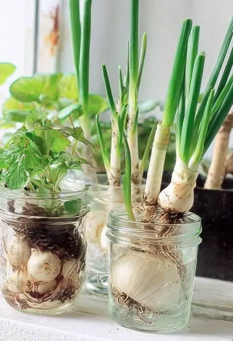 Scraps to Supper: Why Regrowing Kitchen Leftovers Might Be Your Next Best Habit