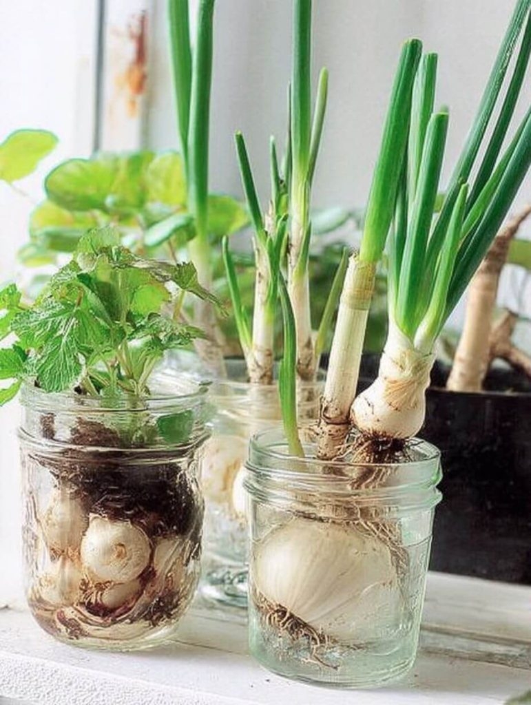 Scraps to Supper: Why Regrowing Kitchen Leftovers Might Be Your Next Best Habit