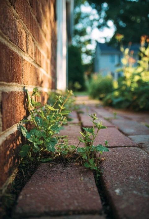 Grandpa’s Weed Trick That Still Works Like a Charm (And Only Takes 10 Minutes)