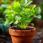 Bucket List Gardening: 20 Amazing Plants You Can Grow in 5-Gallon Buckets