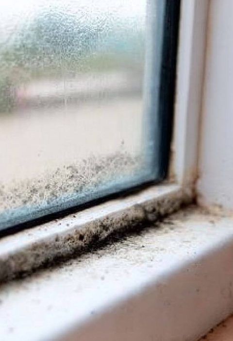 One Bottle, One Brush, and Mold Is Gone: Here’s How