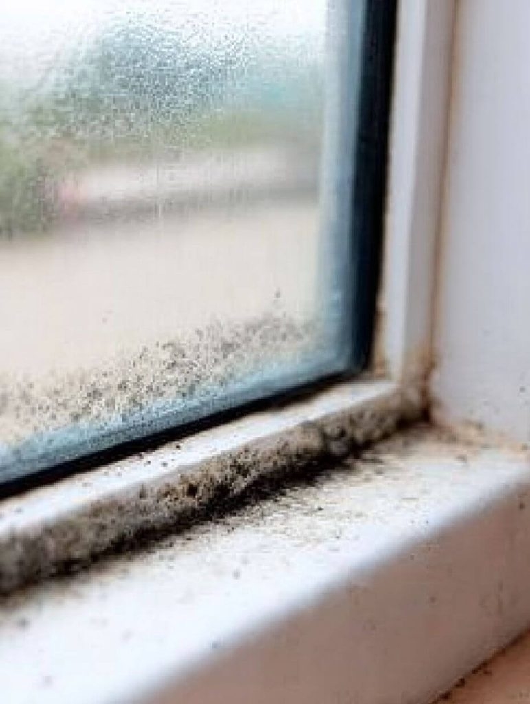 One Bottle, One Brush, and Mold Is Gone: Here’s How