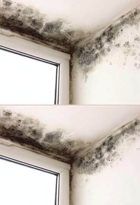 Mold Be Gone: Real-Life Ways to Kick Out Damp Spots Without Harsh Stuff