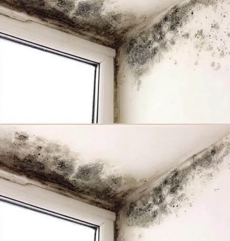 Mold Be Gone: Real-Life Ways to Kick Out Damp Spots Without Harsh Stuff