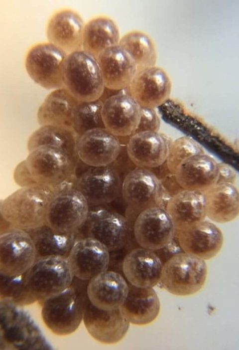 Tick Eggs: What They Really Look Like — And How To Kick Them Out for Good
