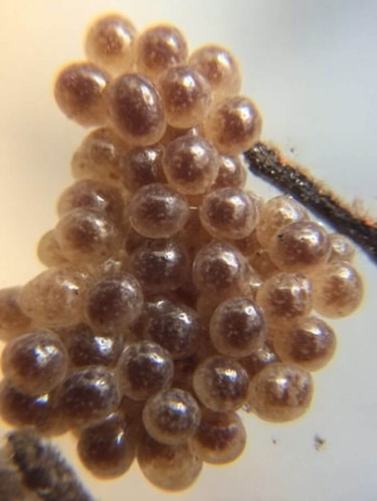 Tick Eggs: What They Really Look Like — And How To Kick Them Out for Good