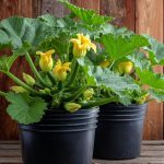 Don’t Toss That Takeout Container! 10 Clever Ways to Reuse Plastic Food Containers at Home