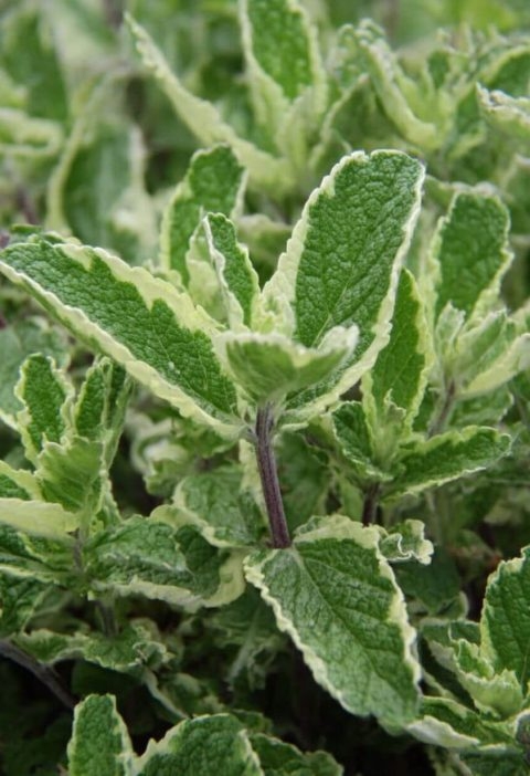 9 Delightfully Unusual Mints You Should Really Plant This Year