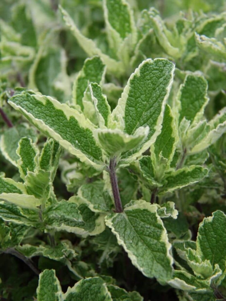 9 Delightfully Unusual Mints You Should Really Plant This Year