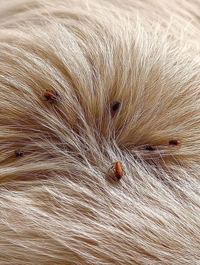 The Old-Fashioned Flea Fix That Still Works