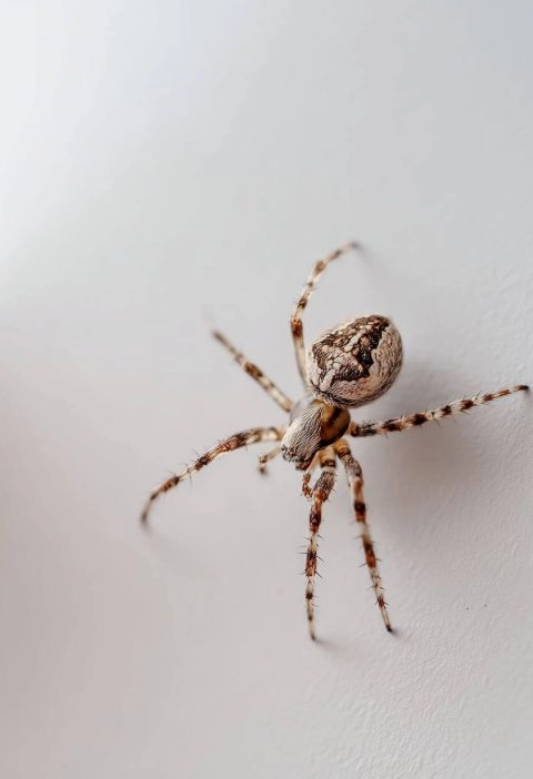 10 House Spiders You’re Probably Living With (and What to Do About Them)