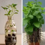 How to Grow a Christmas Cactus in a Container (Without Losing Your Mind or Killing It)