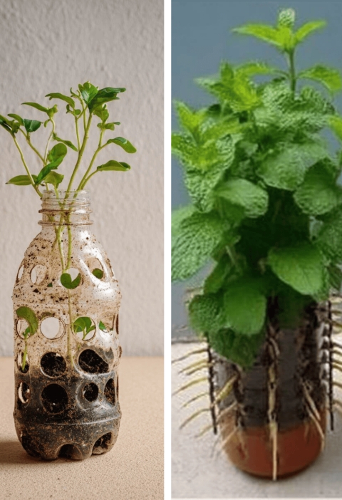 How to Grow Mint from Cuttings in Hanging Plastic Bottles