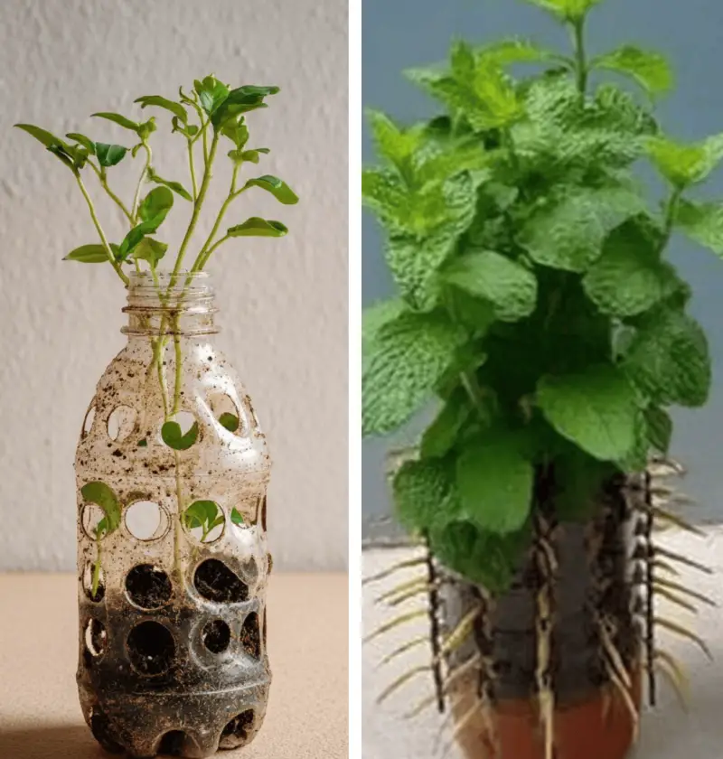 How to Grow Mint from Cuttings in Hanging Plastic Bottles