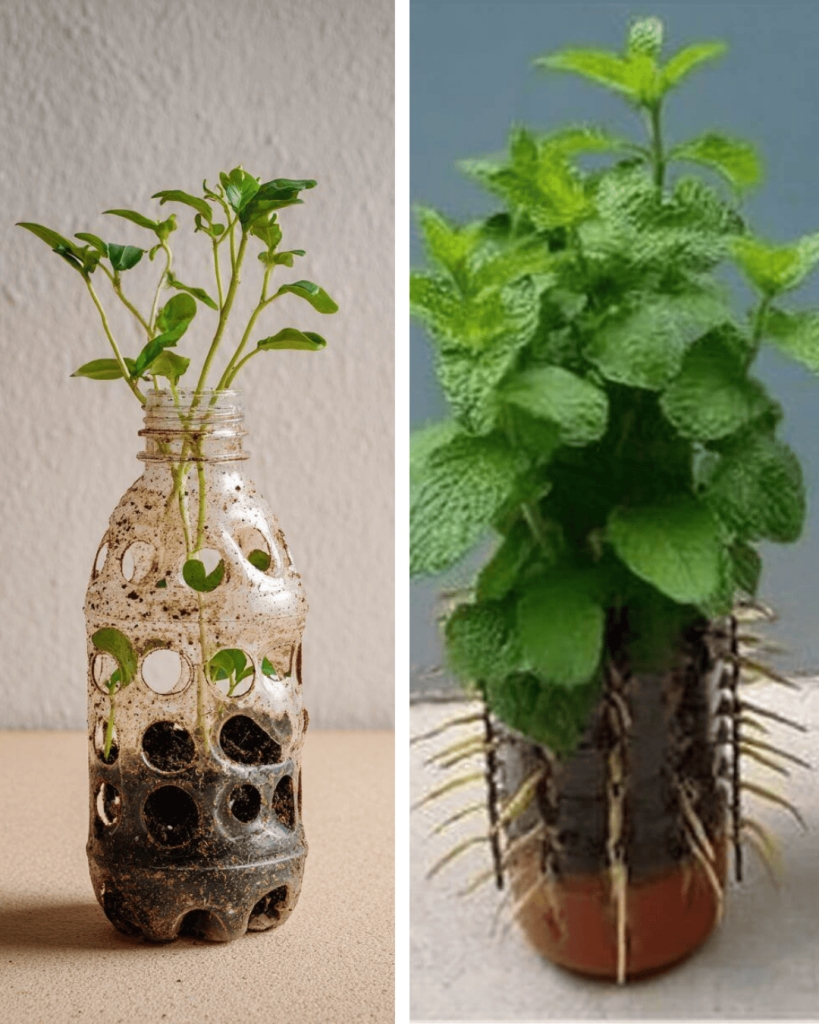 How to Grow Mint from Cuttings in Hanging Plastic Bottles