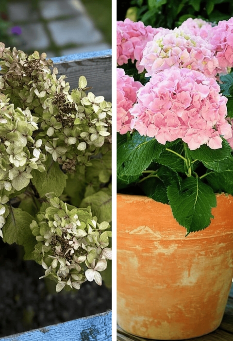 Why Your Hydrangeas Are Dying (And How to Bring Them Back to Life)