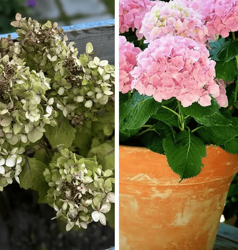 Why Your Hydrangeas Are Dying (And How to Bring Them Back to Life)