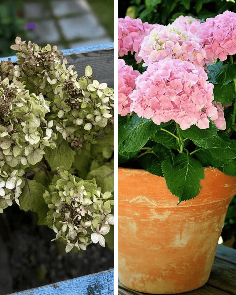 Why Your Hydrangeas Are Dying (And How to Bring Them Back to Life)