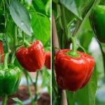 One Spoonful of This Can Make Your Flowers Explode with Color — And You Probably Already Have It
