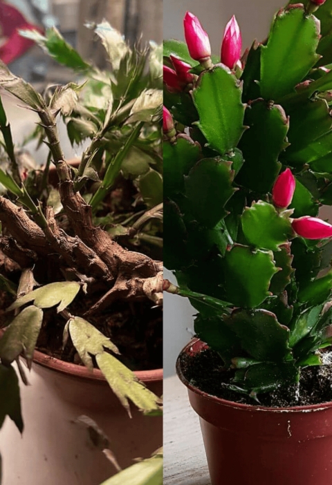 How I Got My Christmas Cactus to Bloom (And How You Can Too!)