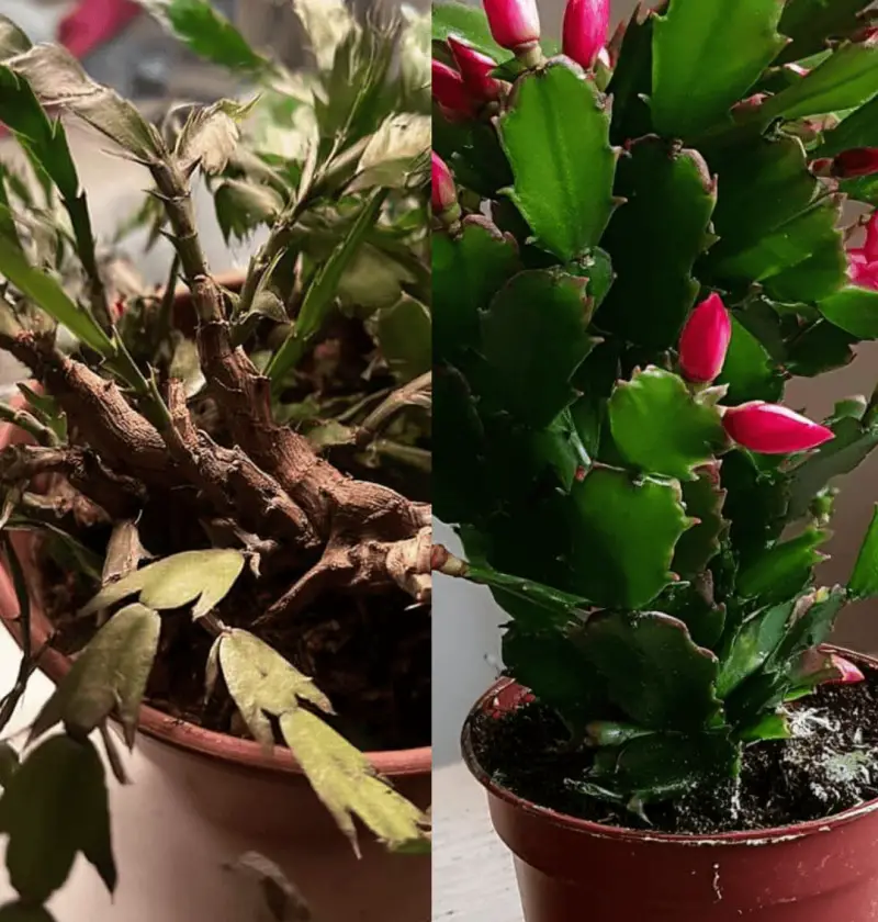 How I Got My Christmas Cactus to Bloom (And How You Can Too!)