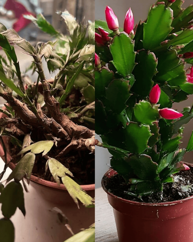 How I Got My Christmas Cactus to Bloom (And How You Can Too!)
