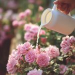 How I Revived My Weak Garden: 11 No-Fuss Hacks for Cucumbers, Tomatoes & Peppers