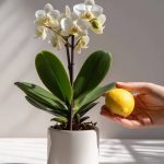 One Spoonful of This Can Make Your Flowers Explode with Color — And You Probably Already Have It