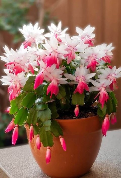 How to Grow a Christmas Cactus in a Container (Without Losing Your Mind or Killing It)