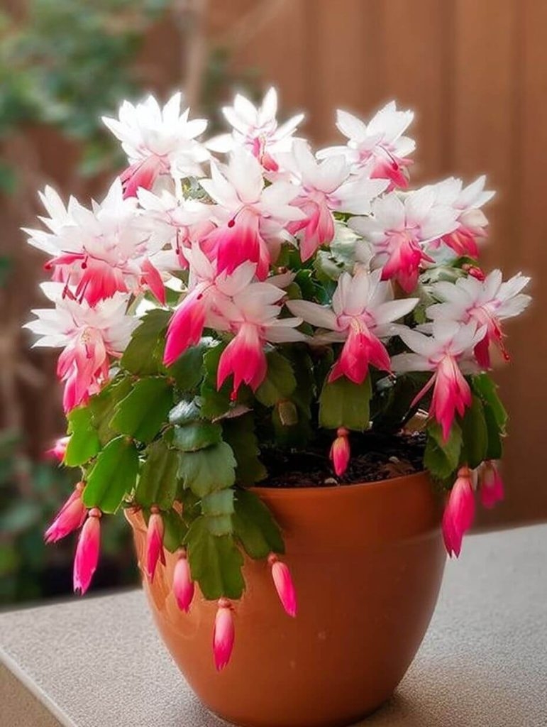 How to Grow a Christmas Cactus in a Container (Without Losing Your Mind or Killing It)