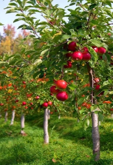 Why August Is the Secret Season for Pruning These 12 Fruit Trees