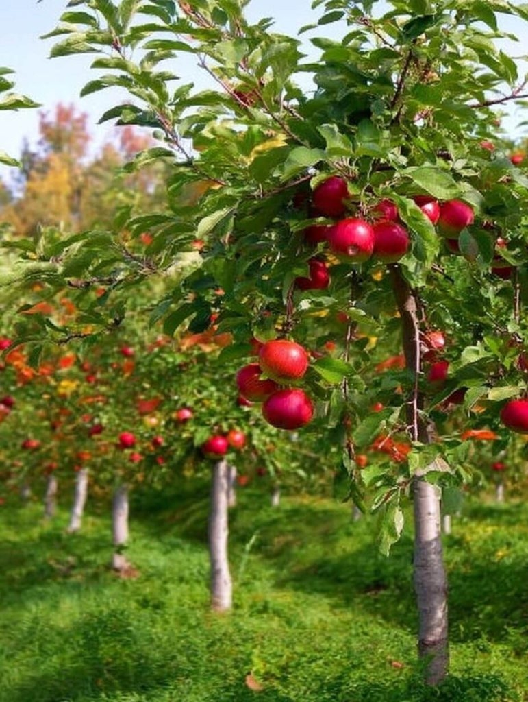 Why August Is the Secret Season for Pruning These 12 Fruit Trees