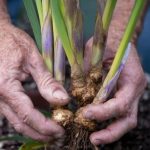 Why August Is the Secret Season for Pruning These 12 Fruit Trees