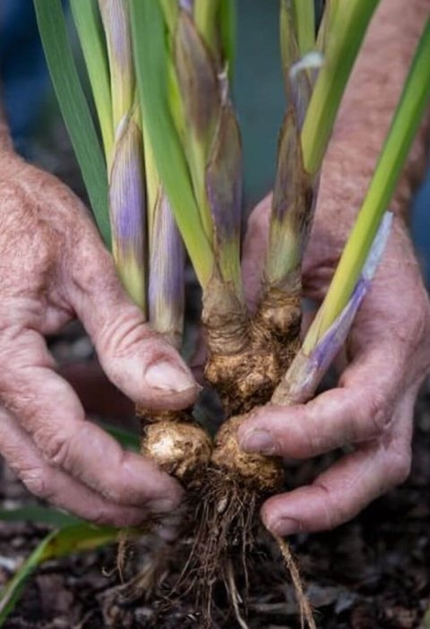 Why Fall Is the Best Time to Divide Irises (and How to Do It Right)