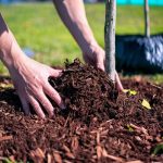 How to Prune Hydrangeas (Without Losing Your Mind—or Your Blooms)