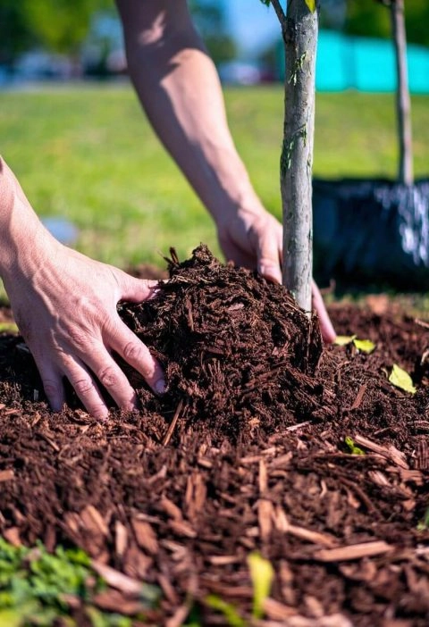15 Mulching Mistakes That Might Be Wrecking Your Garden (Without You Even Knowing It)