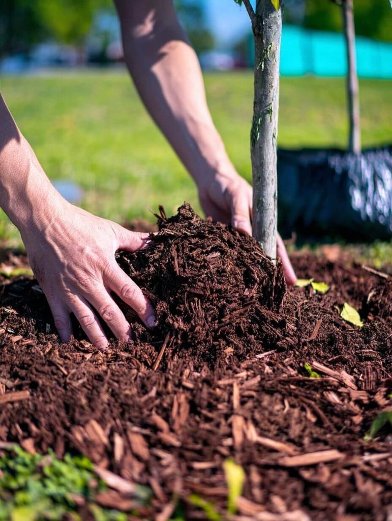 15 Mulching Mistakes That Might Be Wrecking Your Garden (Without You Even Knowing It)
