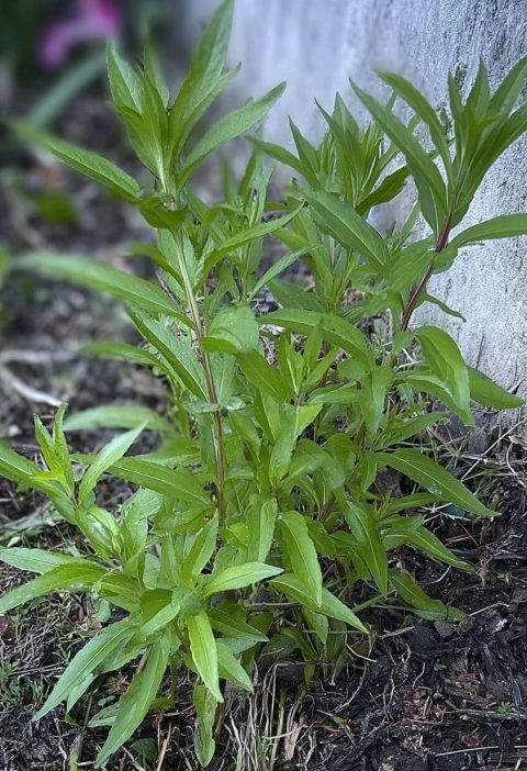 Don’t Pull That “Weed”! Here’s Why I Let Purslane Thrive in My Garden