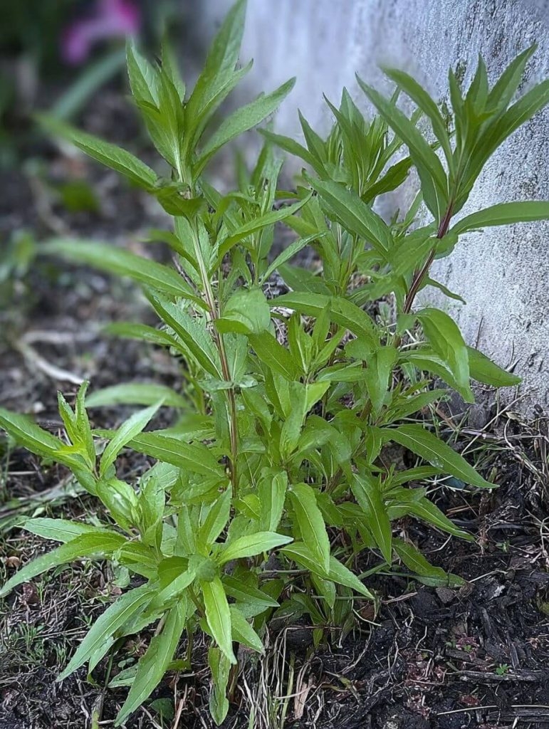 Don’t Pull That “Weed”! Here’s Why I Let Purslane Thrive in My Garden