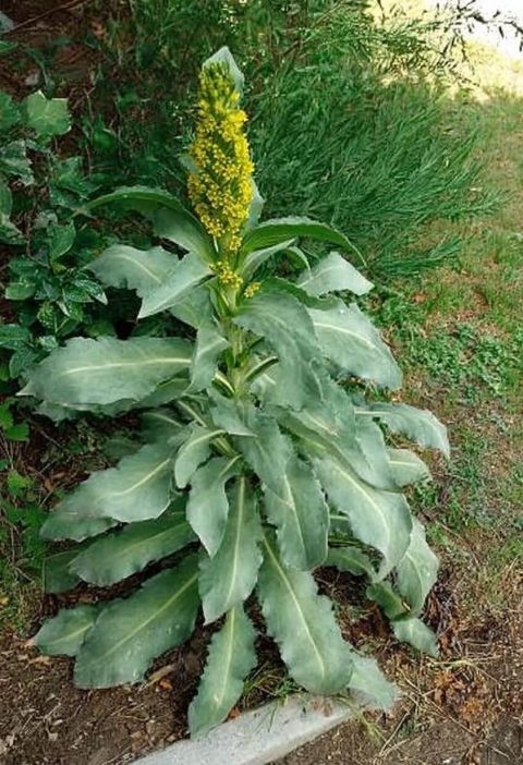 That “Weed” by the Road? It’s Called Mullein — and It’s Kind of Magic