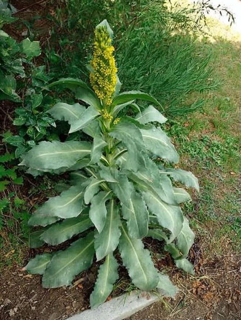 That “Weed” by the Road? It’s Called Mullein — and It’s Kind of Magic